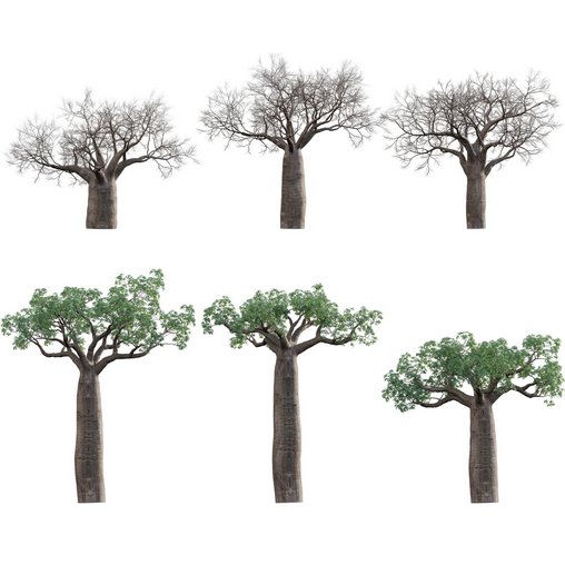 Adansonia digitata - Baobab 3d model Download Maxve