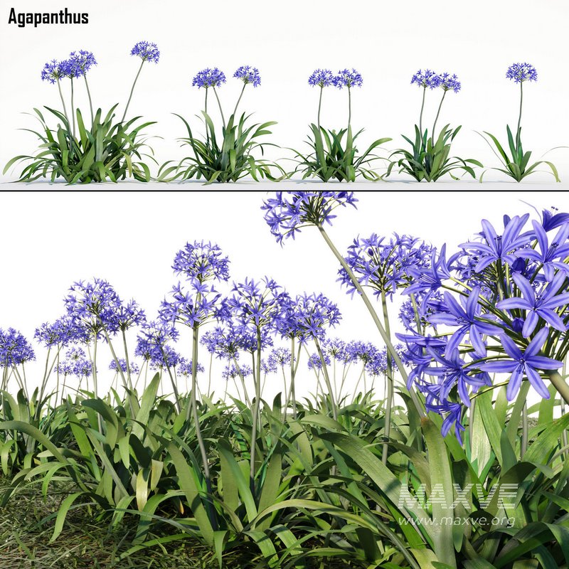 Agapanthus