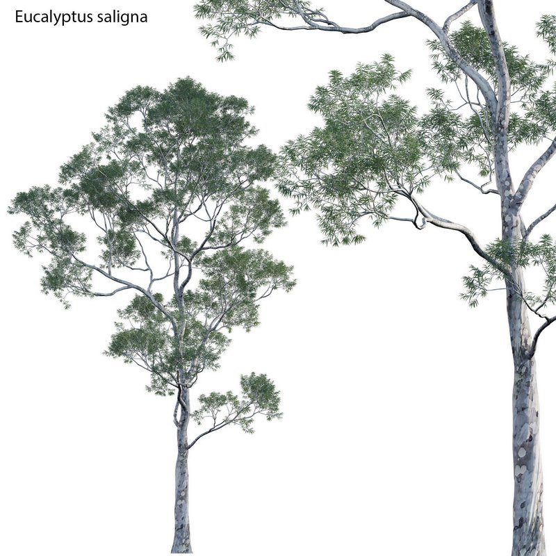 Eucalyptus saligna – Sydney Blue Gum 02