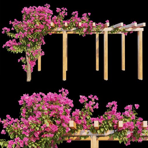 Bougainvillea 02 3d model Download Maxve