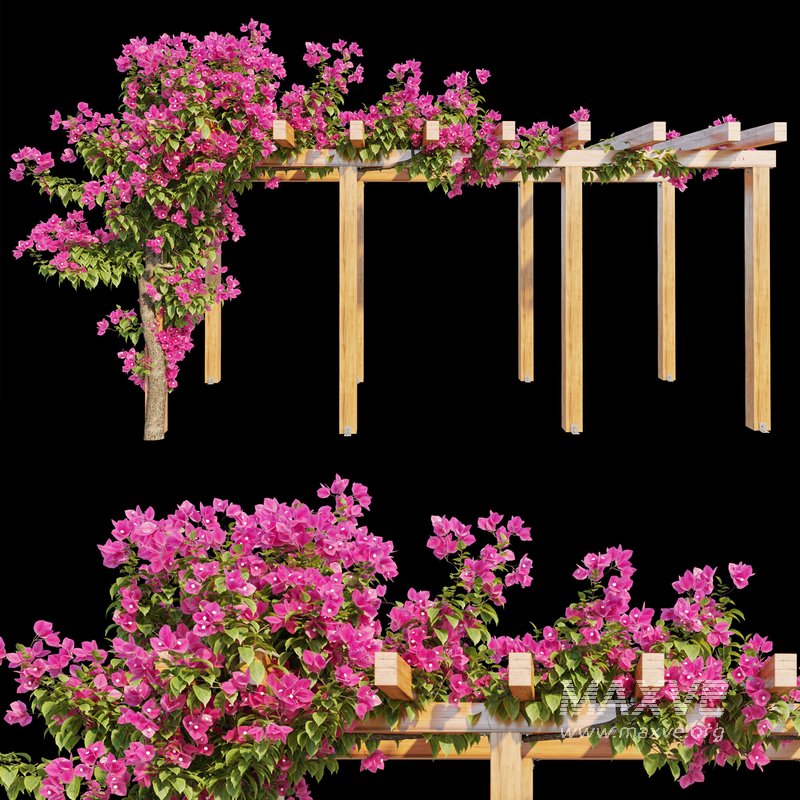 Bougainvillea 02