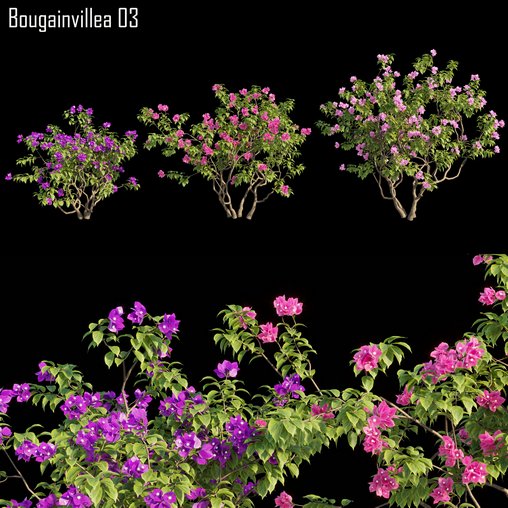 Bougainvillea 03 3d model Download Maxve