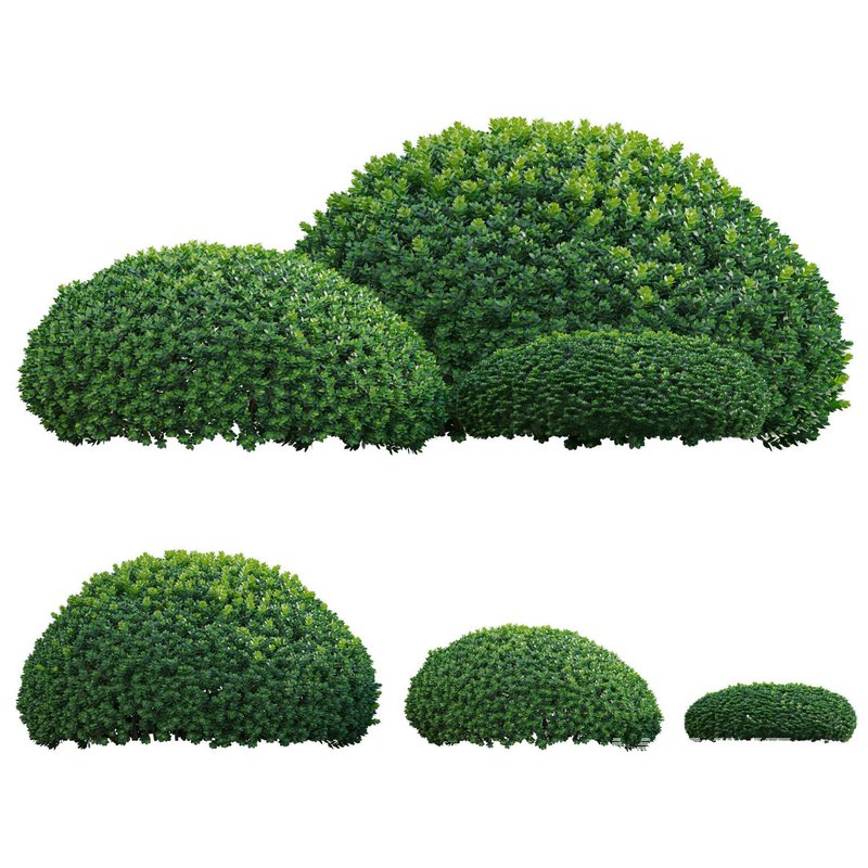 Buxus microphylla – Littleleaf Box