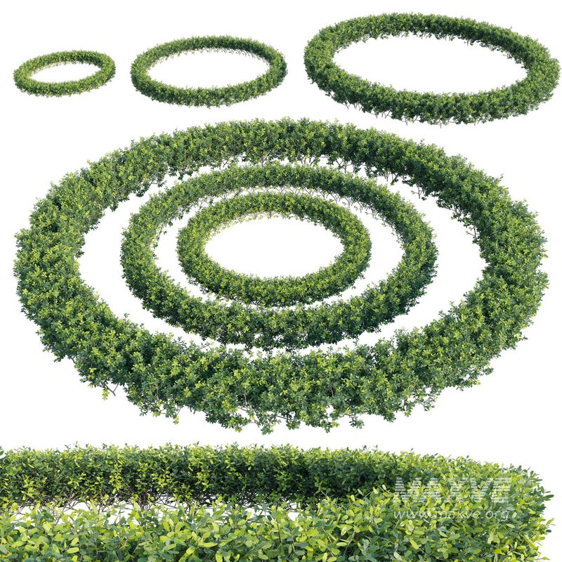 Buxus Sempervirens – Boxwood 02