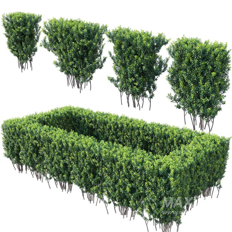 Buxus Sempervirens – Boxwood 03