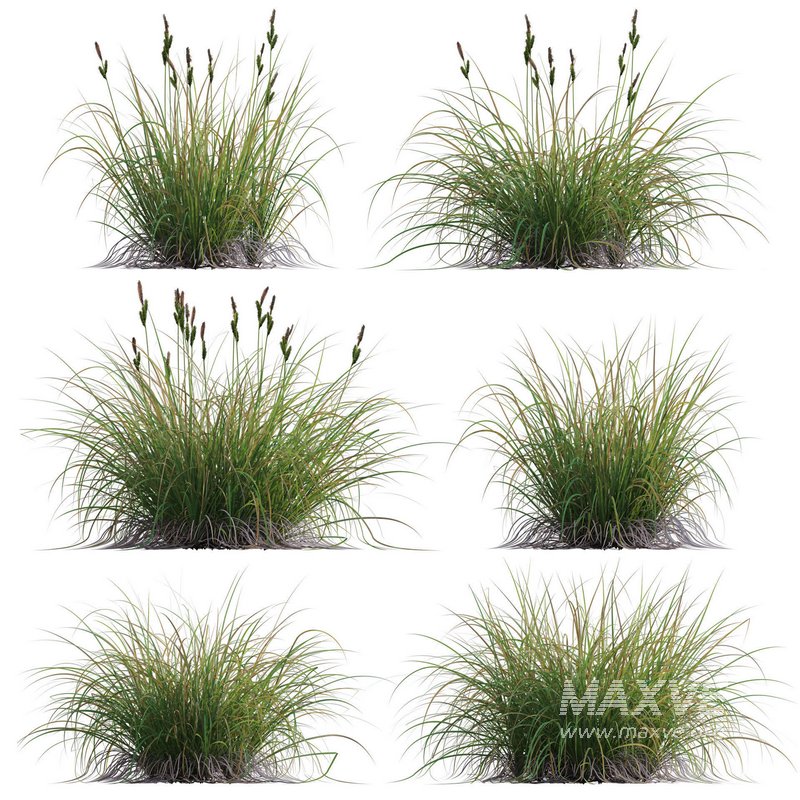 Carex elata – Bowles Golden Sedge