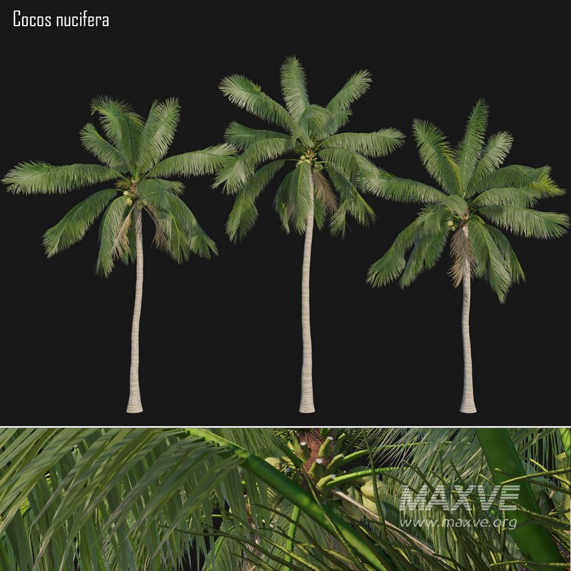 Cocos nucifera_01