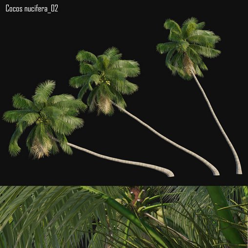 Cocos nucifera 02 3d model Download Maxve