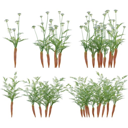 Daucus Carota - European wild carrot 3d model Download Maxve