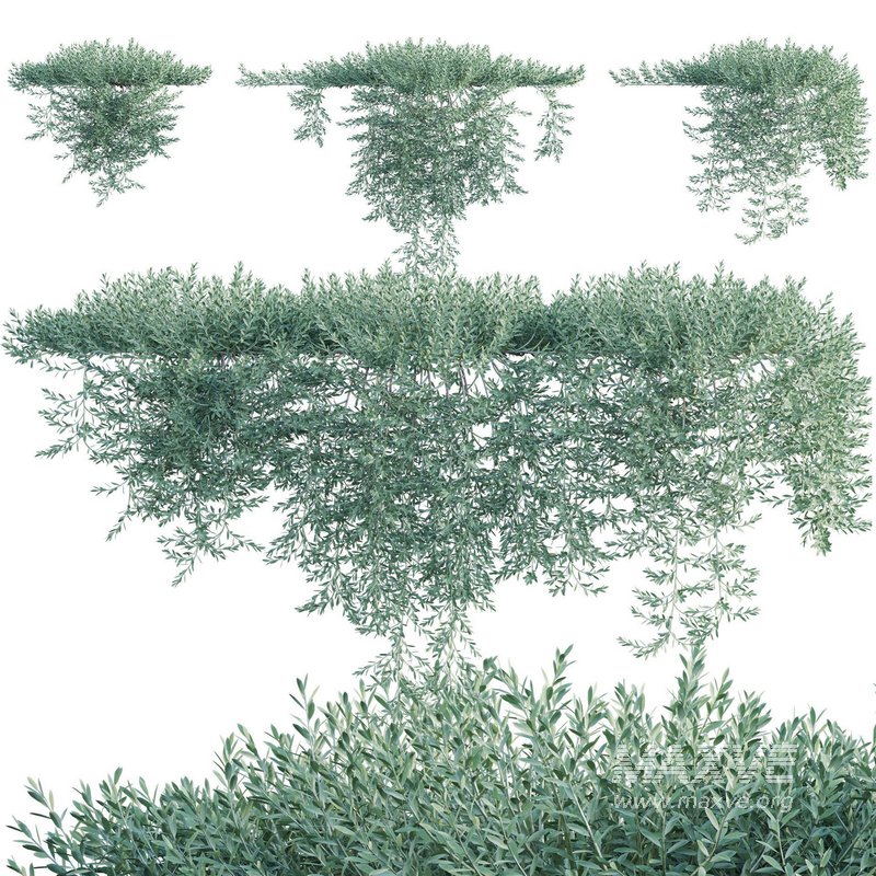 Eremophila Glabra Kalbarri Carpet – Tar Bush 03