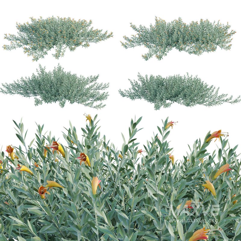 Eremophila Glabra Kalbarri Carpet – Tar Bush 01