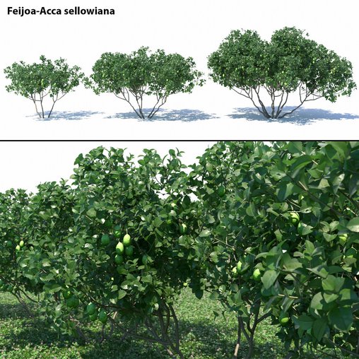 Feijoa - Acca sellowiana 3d model Download Maxve