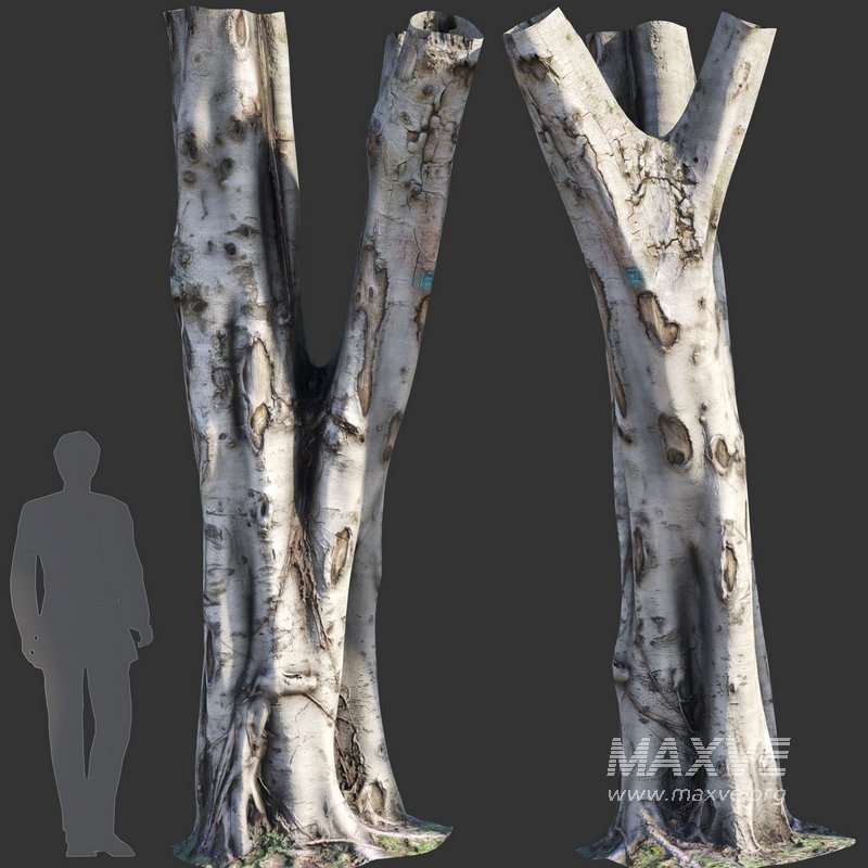Ficcus Tree Block Ficus Tree Trunk 07 3d model Download Maxve