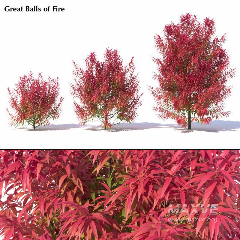 Callistemon Salignus ‘Great Balls Of Fire’