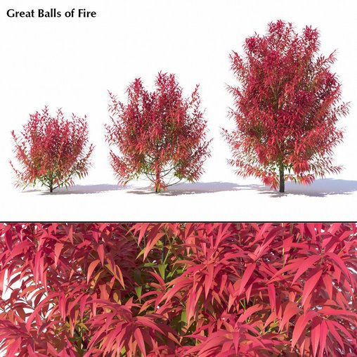 Callistemon Salignus 'Great Balls Of Fire' 3d model Download Maxve