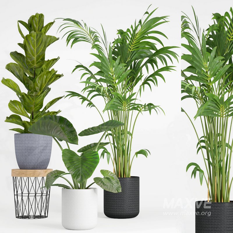 indoor plant set001