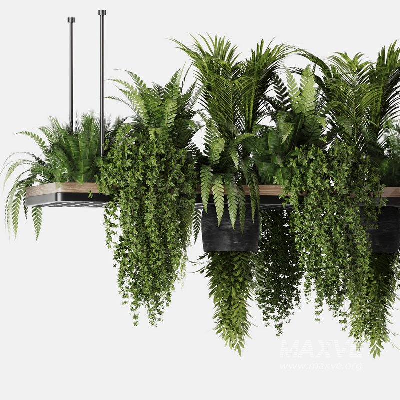 Indoorplants Hanging Plants Set60 3d model Download Maxve
