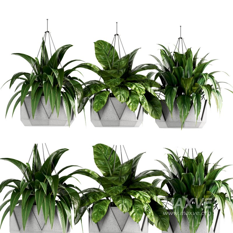 Indoorplants- Hanging Plants – Set-62