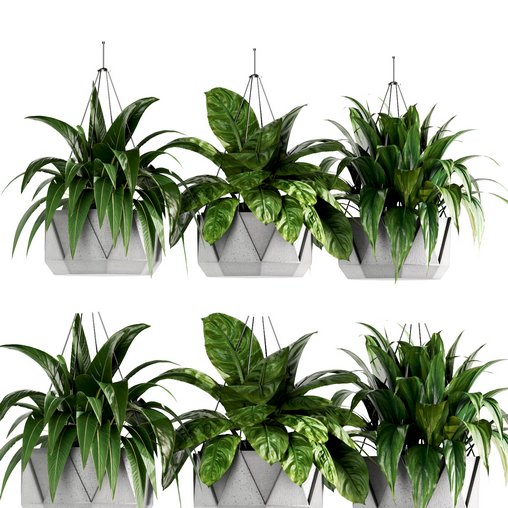 Indoorplants- Hanging Plants - Set-62 3d model Download Maxve