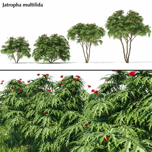 Jatropha multifida - coral bush - coral plant 3d model Download Maxve