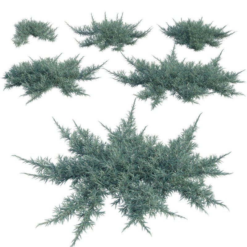 Juniperus horizontalis – Creeping Juniper