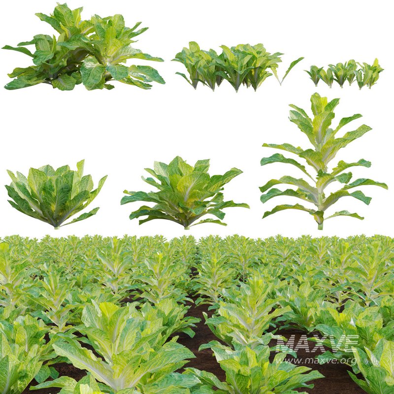 Lactuca sativa – Lettuce