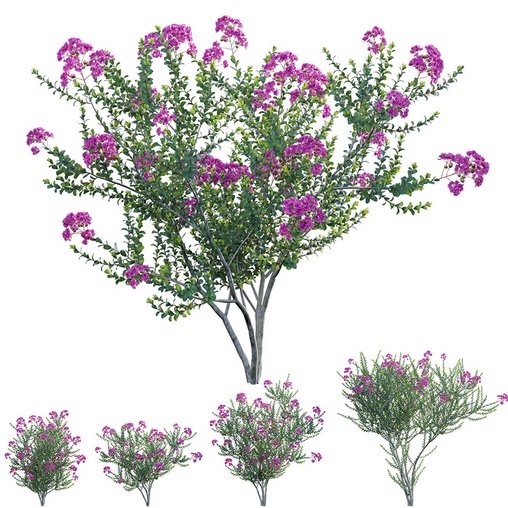 Lagerstroemia indica - Crepe Myrtle 3d model Download Maxve