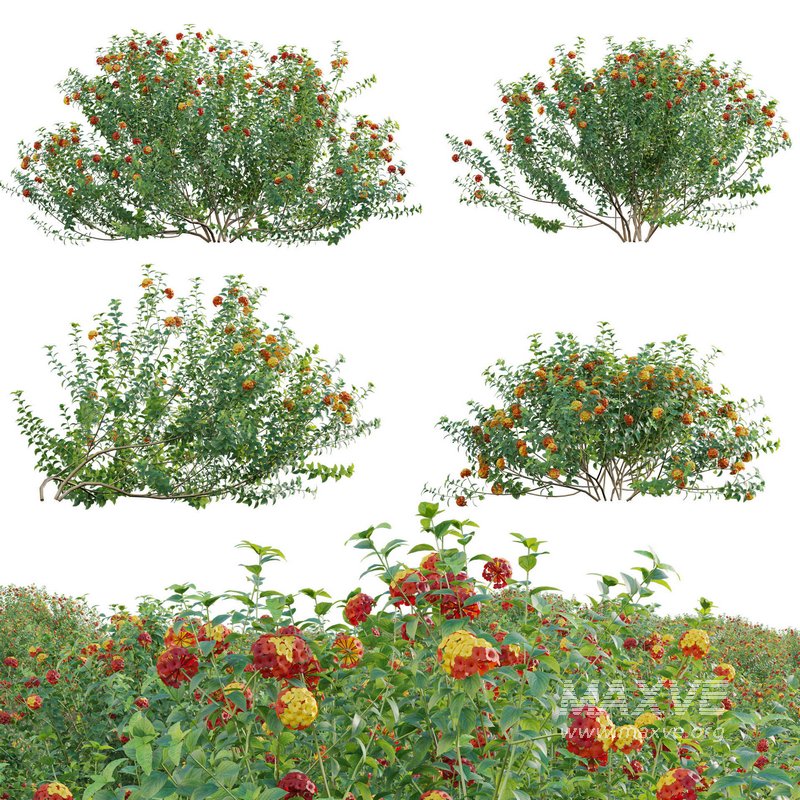 Lantana camara – Shrub Verbena