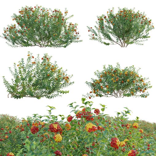 Lantana camara - Shrub Verbena 3d model Download Maxve