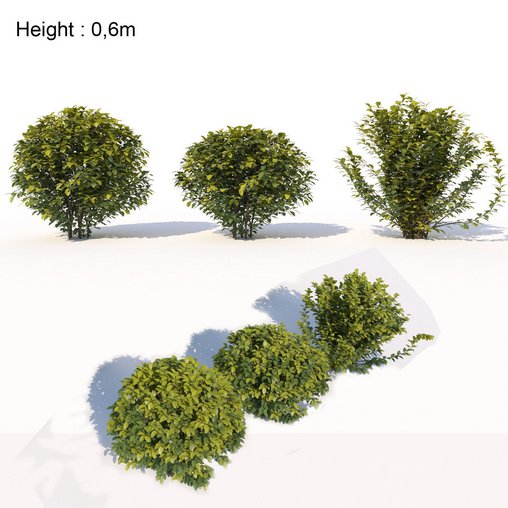 Laurus nobilis 03 3d model Download Maxve