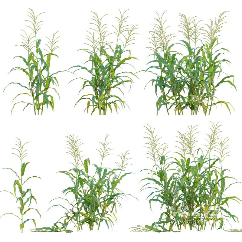 Maize – Zea mays – Corn