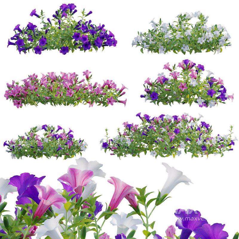 Petunia hybrida – Garden Petunia