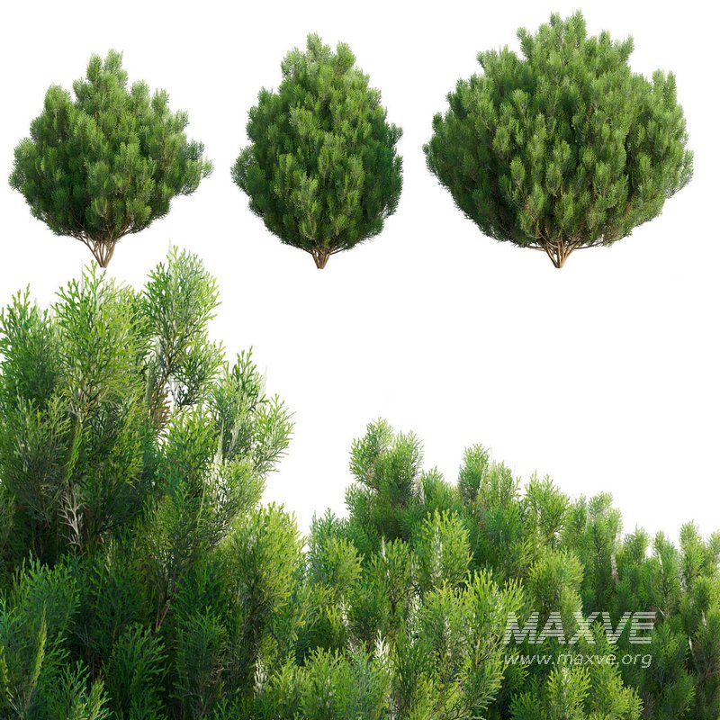 Platycladus orientalis – Biota orientalis – Thuja orientalis 02