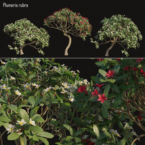 Plumeria rubra -Frangipani Tree-02 3d model Download Maxve