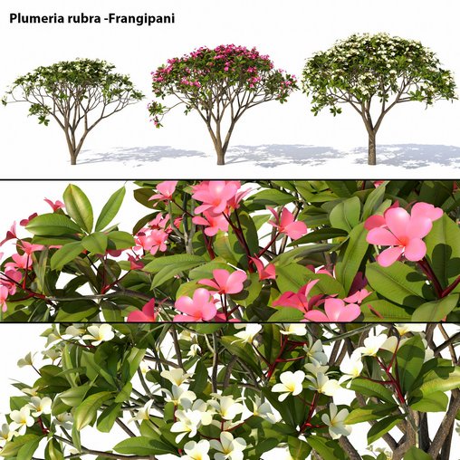 Plumeria rubra -Frangipani Tree 3d model Download Maxve