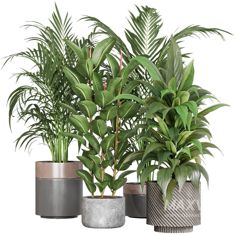 Indoor plant _set02