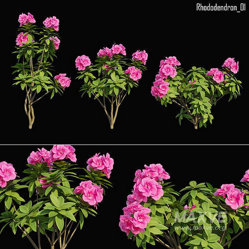 Rhododendron 01