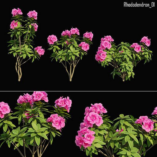 Rhododendron 01 3d model Download Maxve