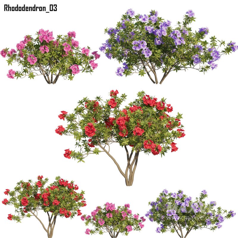 Rhododendron 03