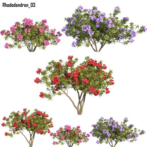 Rhododendron 03 3d model Download Maxve