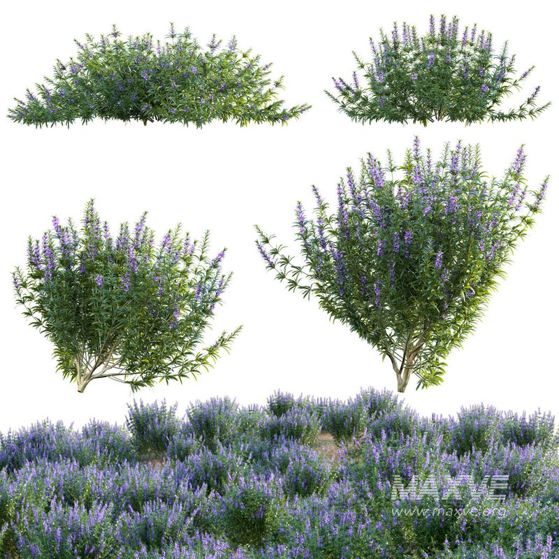 Rosmarinus officinalis – Rosemary