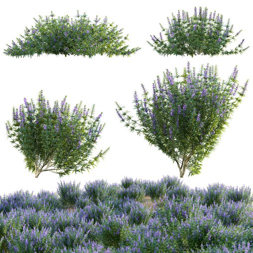 Rosmarinus officinalis - Rosemary 3d model Download Maxve