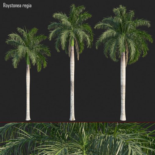 Roystonea regia 02 3d model Download Maxve