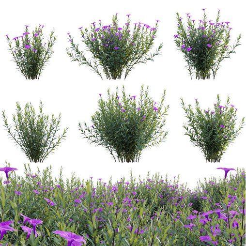 Ruellia brittoniana - Mexican Petunia 3d model Download Maxve