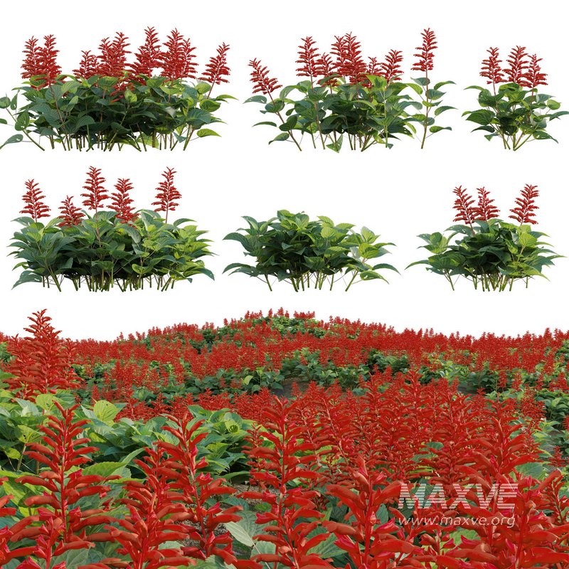 Salvia splendens – Scarlet Sage