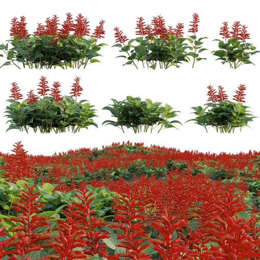 Salvia splendens - Scarlet Sage 3d model Download Maxve