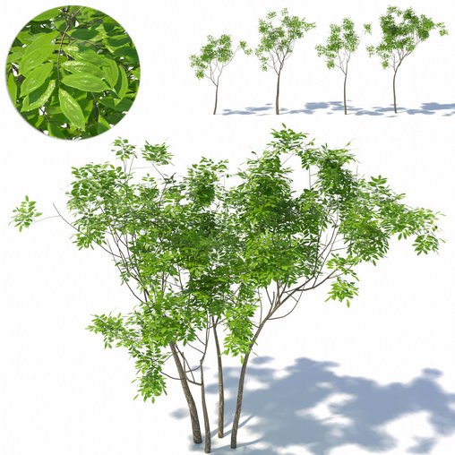 Small tree 01 3d model Download Maxve