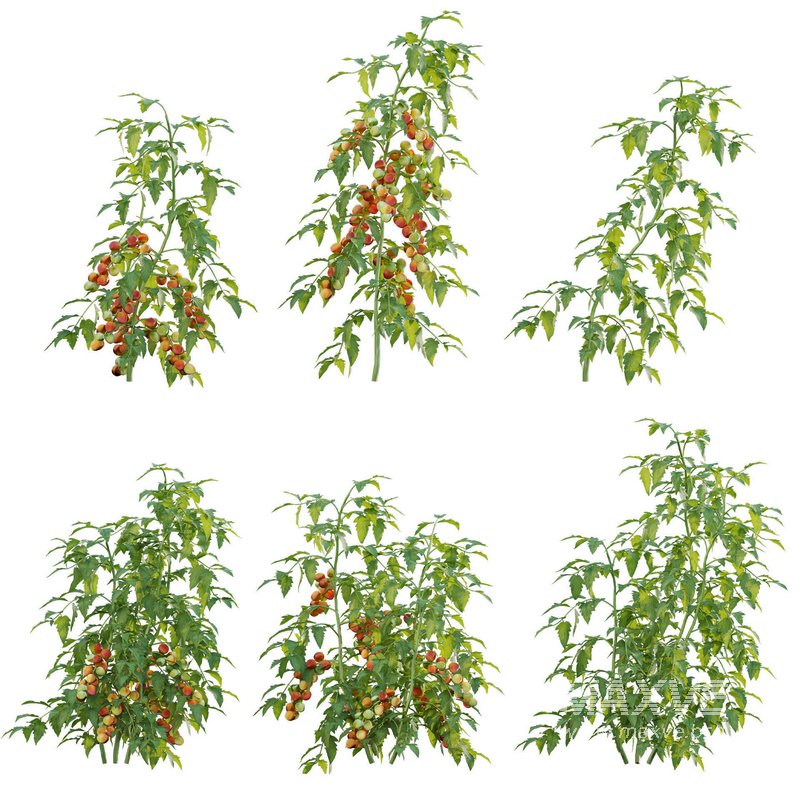 Solanum lycopersicum – Tomato tree