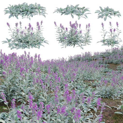 Stachys byzantina - Lambs Ears 3d model Download Maxve