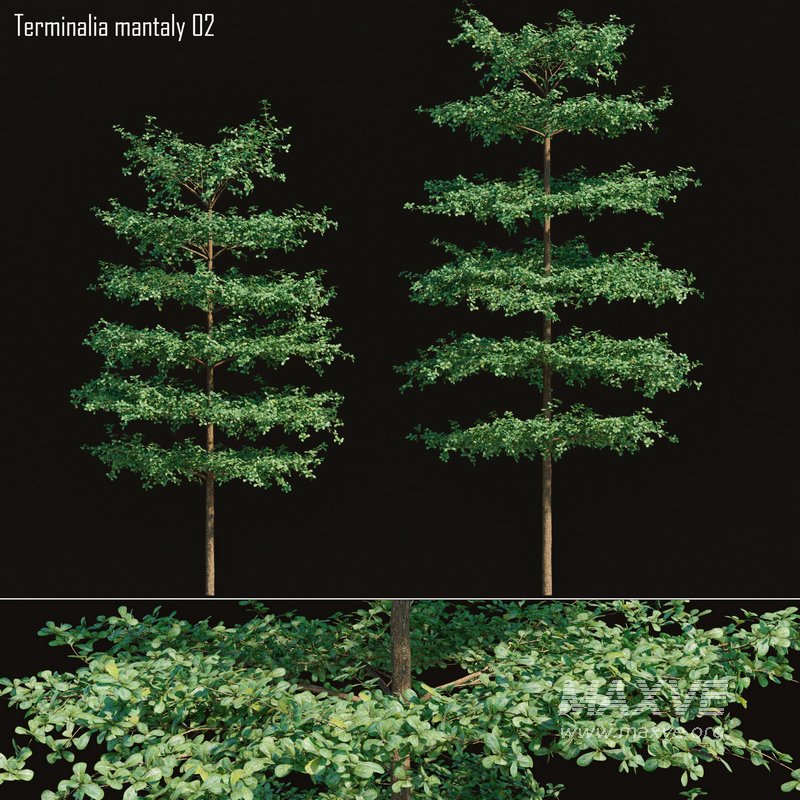 Terminalia mantaly – Bucida molineti 02